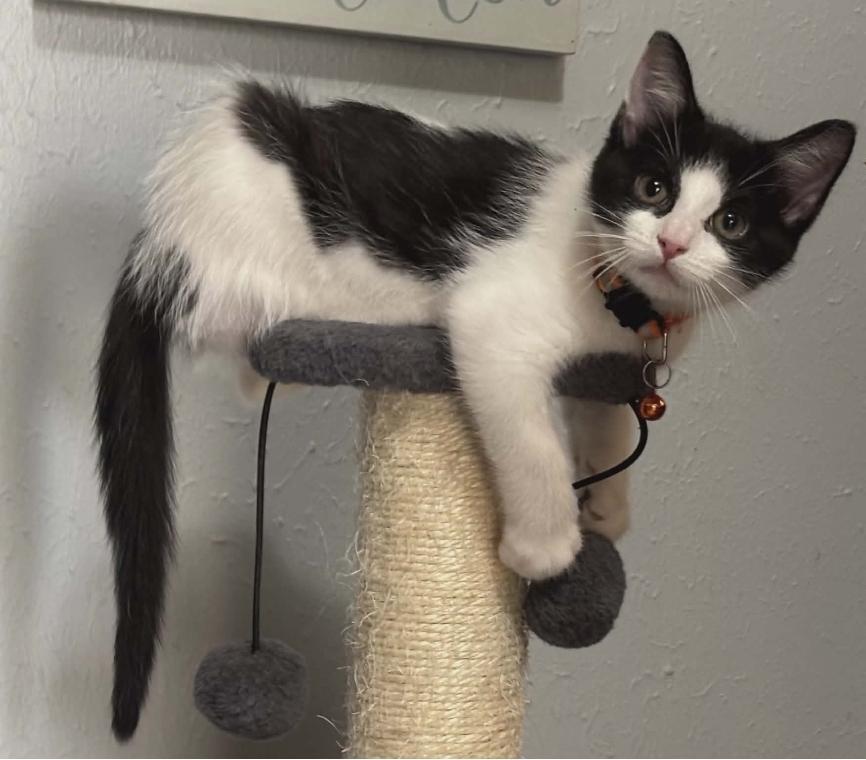 Jessica, adopted, Kitten Female Domestic Short Hair.