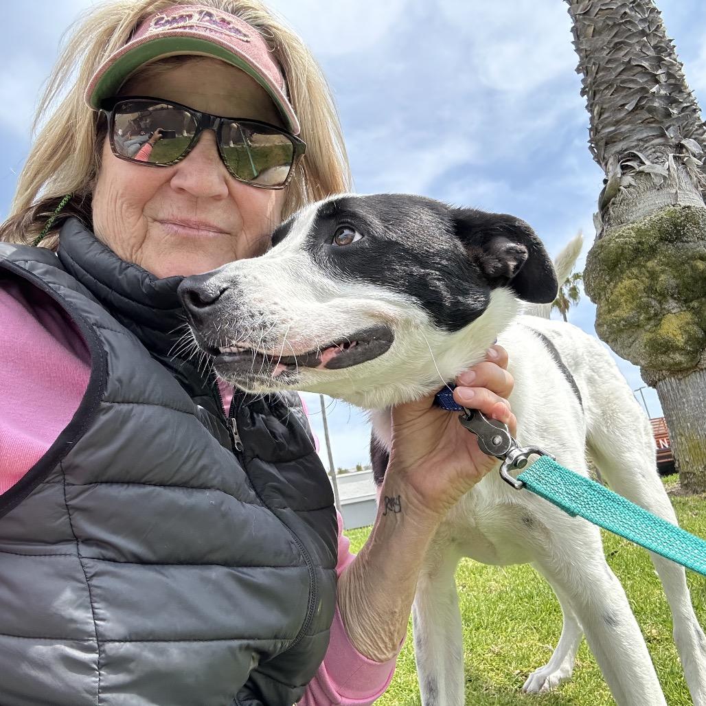 Boston, Adoptable, Adult Male Great Dane & German Shorthaired Pointer.