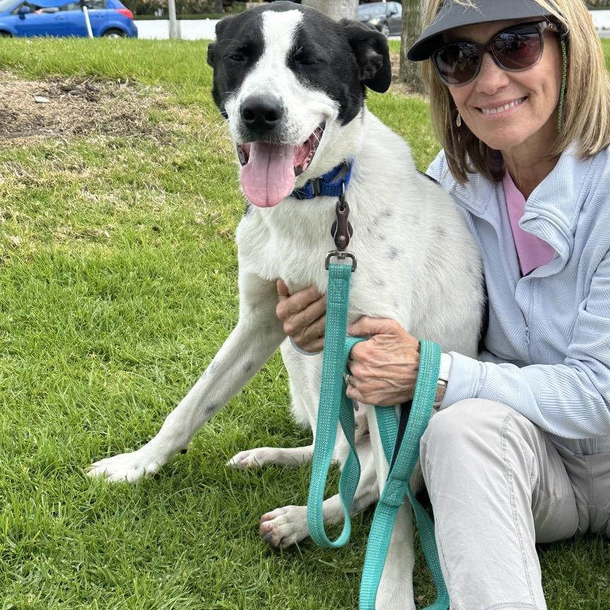 Enlarge Boston, a Adoptable mixed breed in Long Beach, CA image 3/6