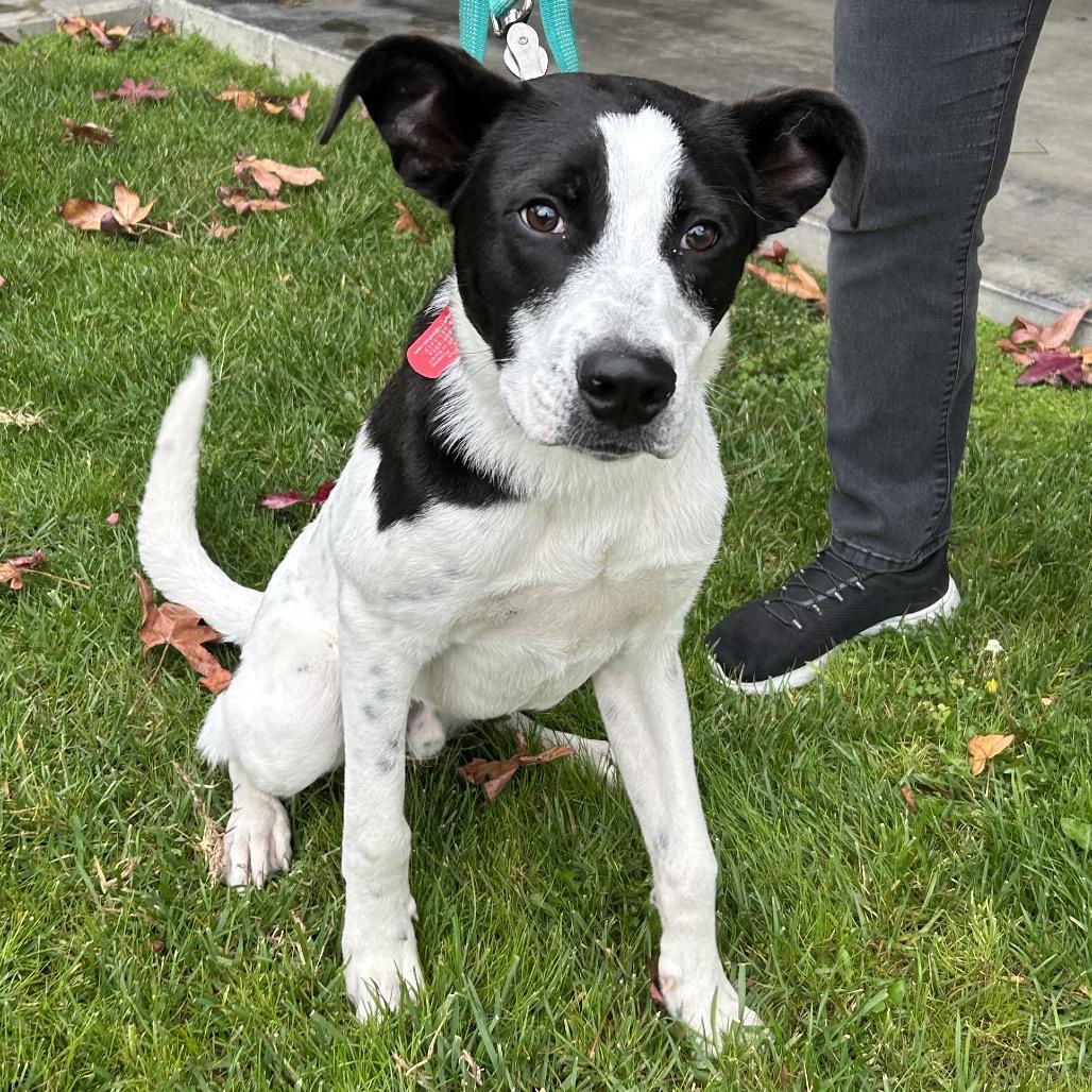 Enlarge Boston, a Adoptable mixed breed in Long Beach, CA image 5/6