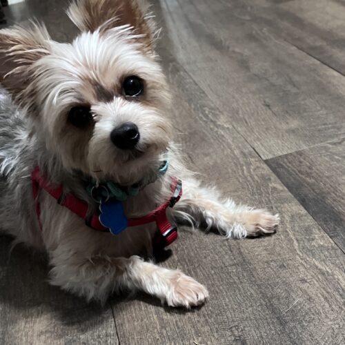 Shorty, a Adoptable Yorkshire Terrier in Broken Arrow, OK image 2/2