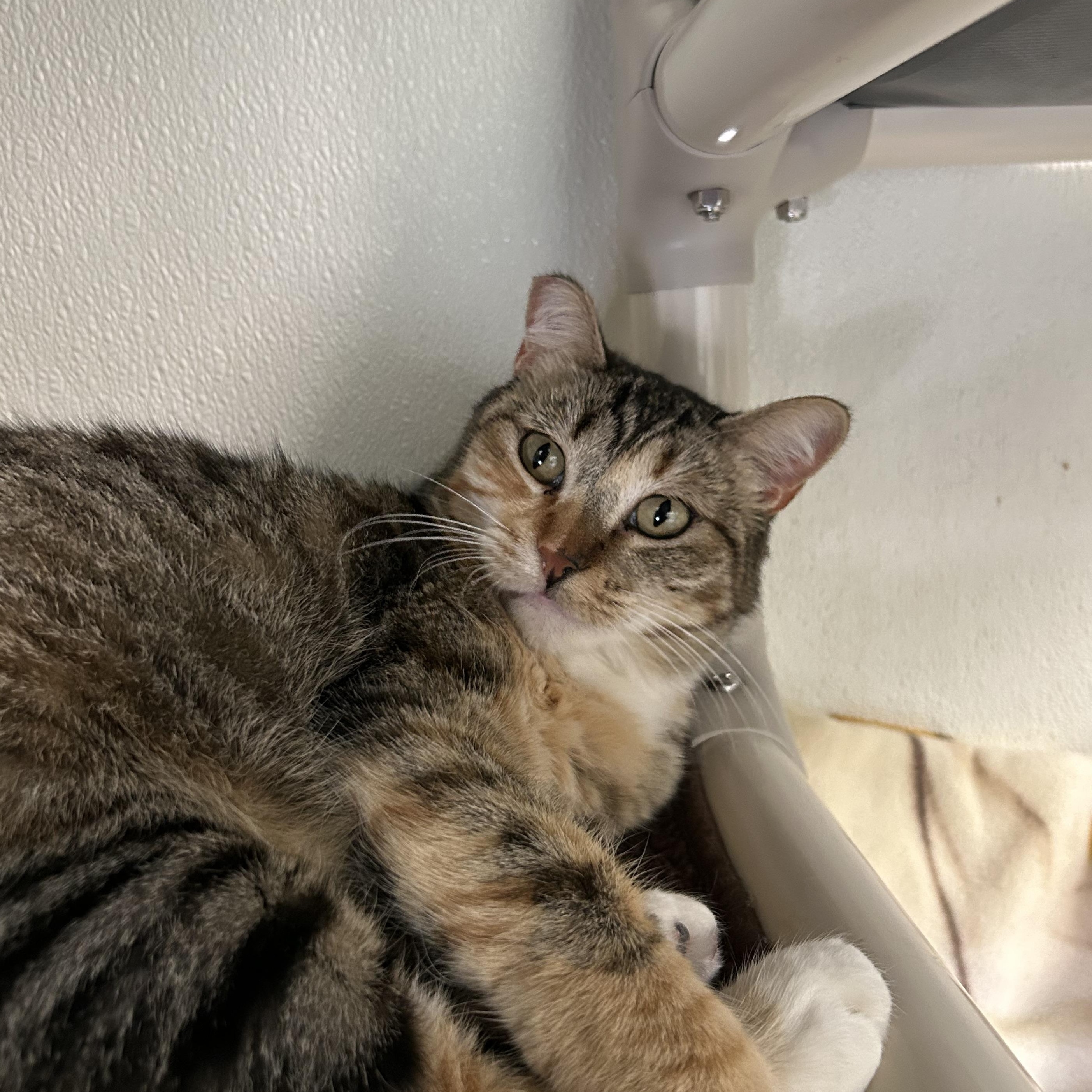 Enlarge Aura, a ADOPTABLE Domestic Short Hair in El Cajon, CA image 2/3