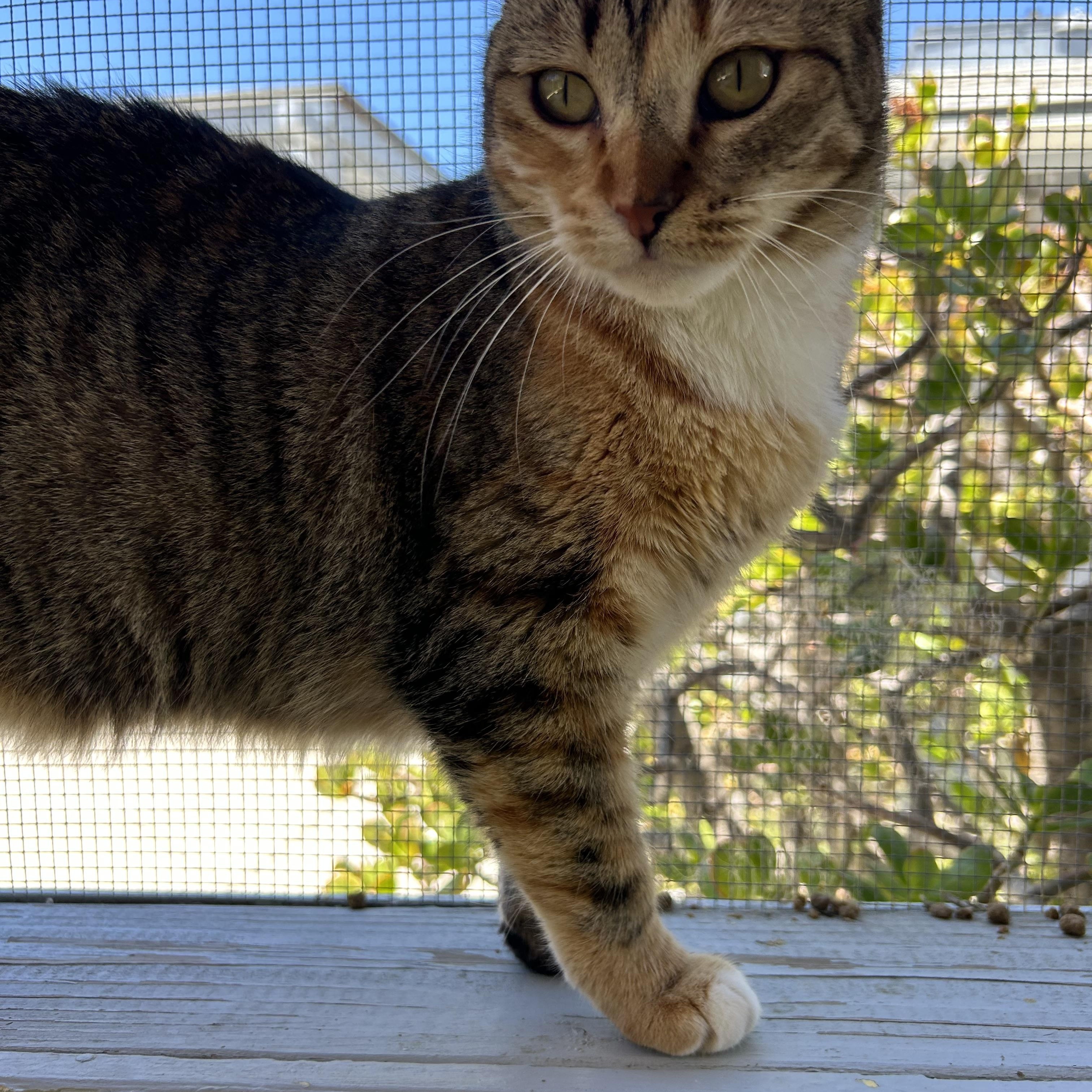 Enlarge Aura, a ADOPTABLE Domestic Short Hair in El Cajon, CA image 4/4