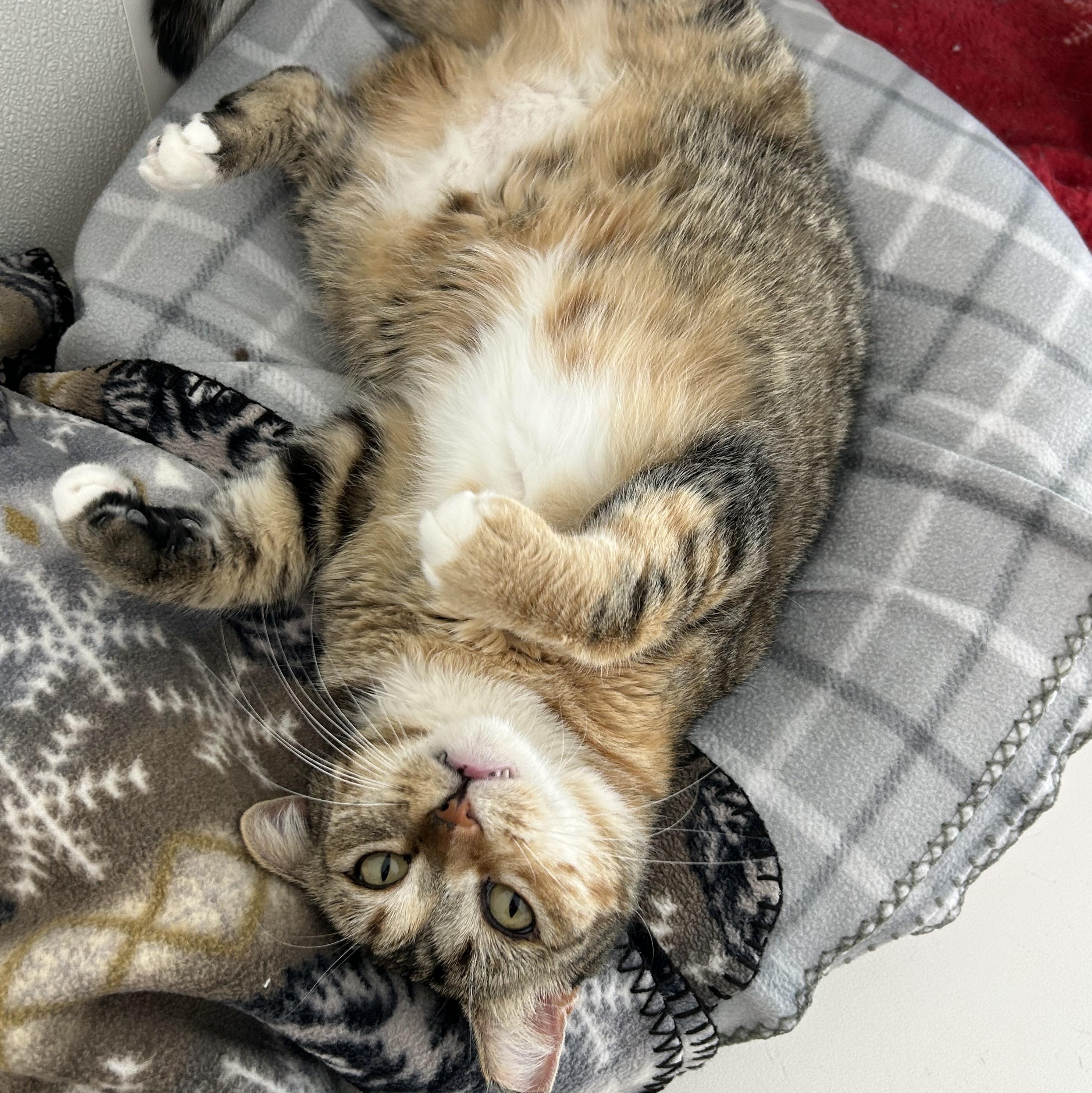 Enlarge Aura, a ADOPTABLE Domestic Short Hair in El Cajon, CA image 1/3