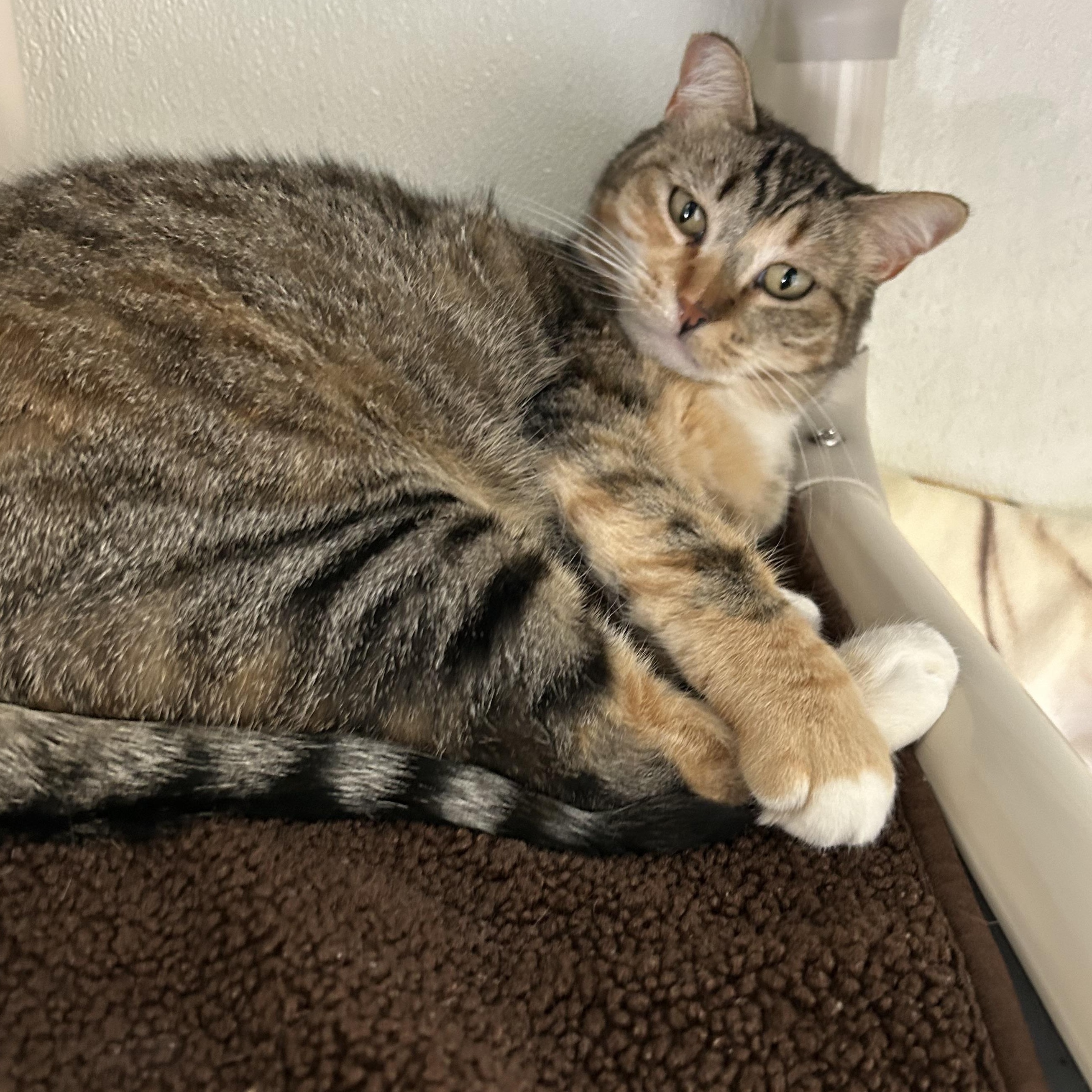 Enlarge Aura, a ADOPTABLE Domestic Short Hair in El Cajon, CA image 3/3