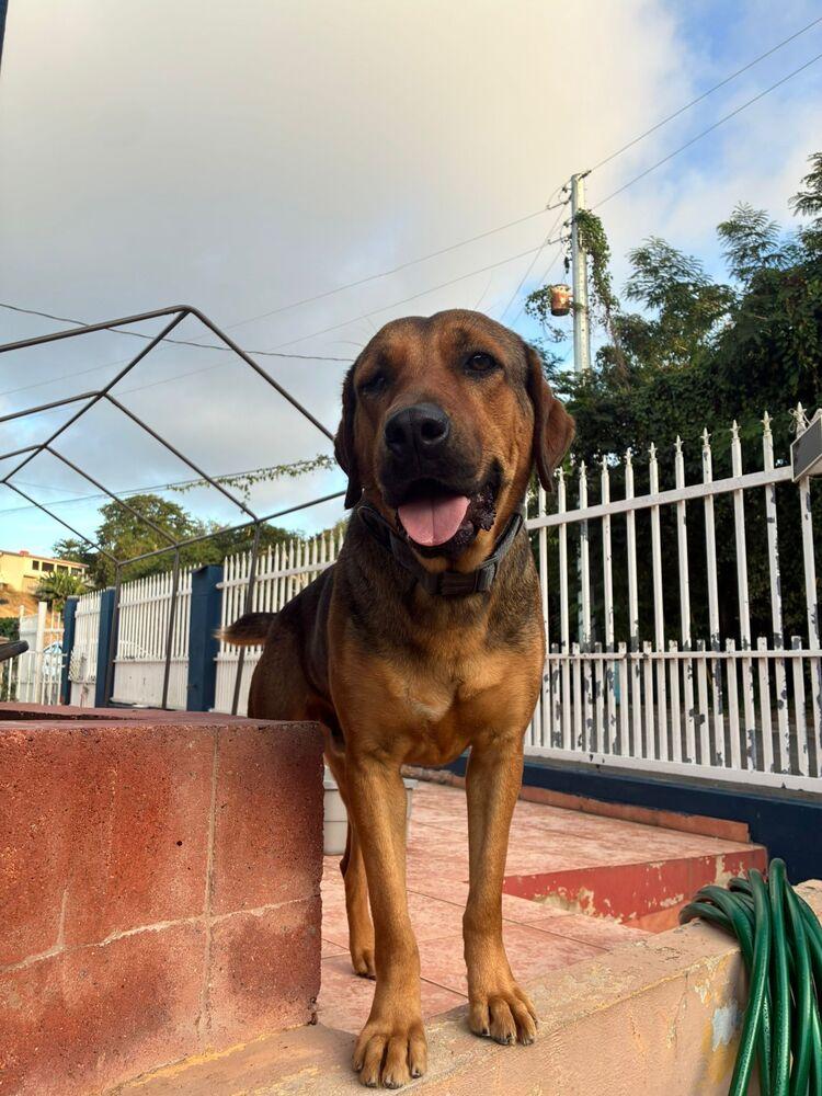 Dex, Adoptable, Adult Male Mixed Breed.