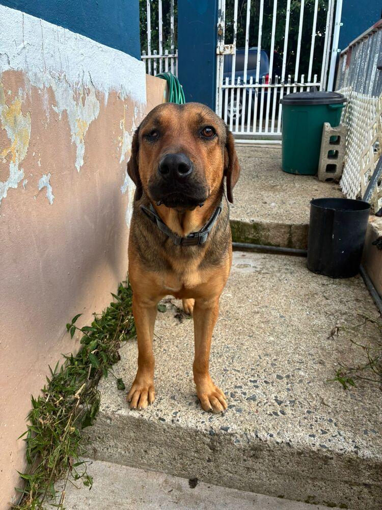Enlarge Dex, a Adoptable mixed breed in Naranjito, PR image 2/4