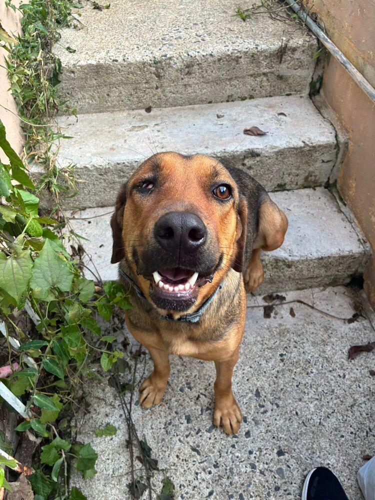 Enlarge Dex, a Adoptable mixed breed in Naranjito, PR image 3/4