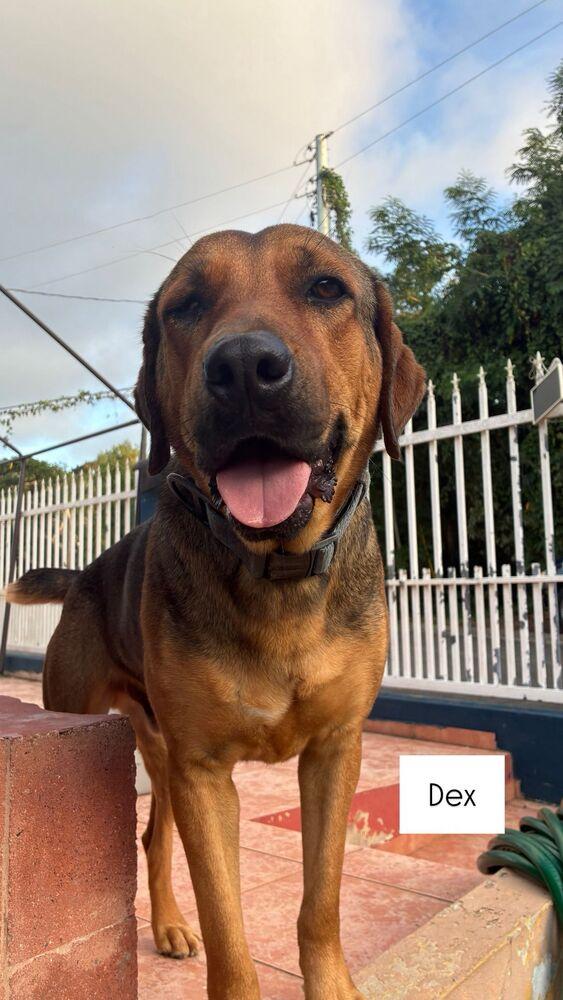 Enlarge Dex, a Adoptable mixed breed in Naranjito, PR image 4/4