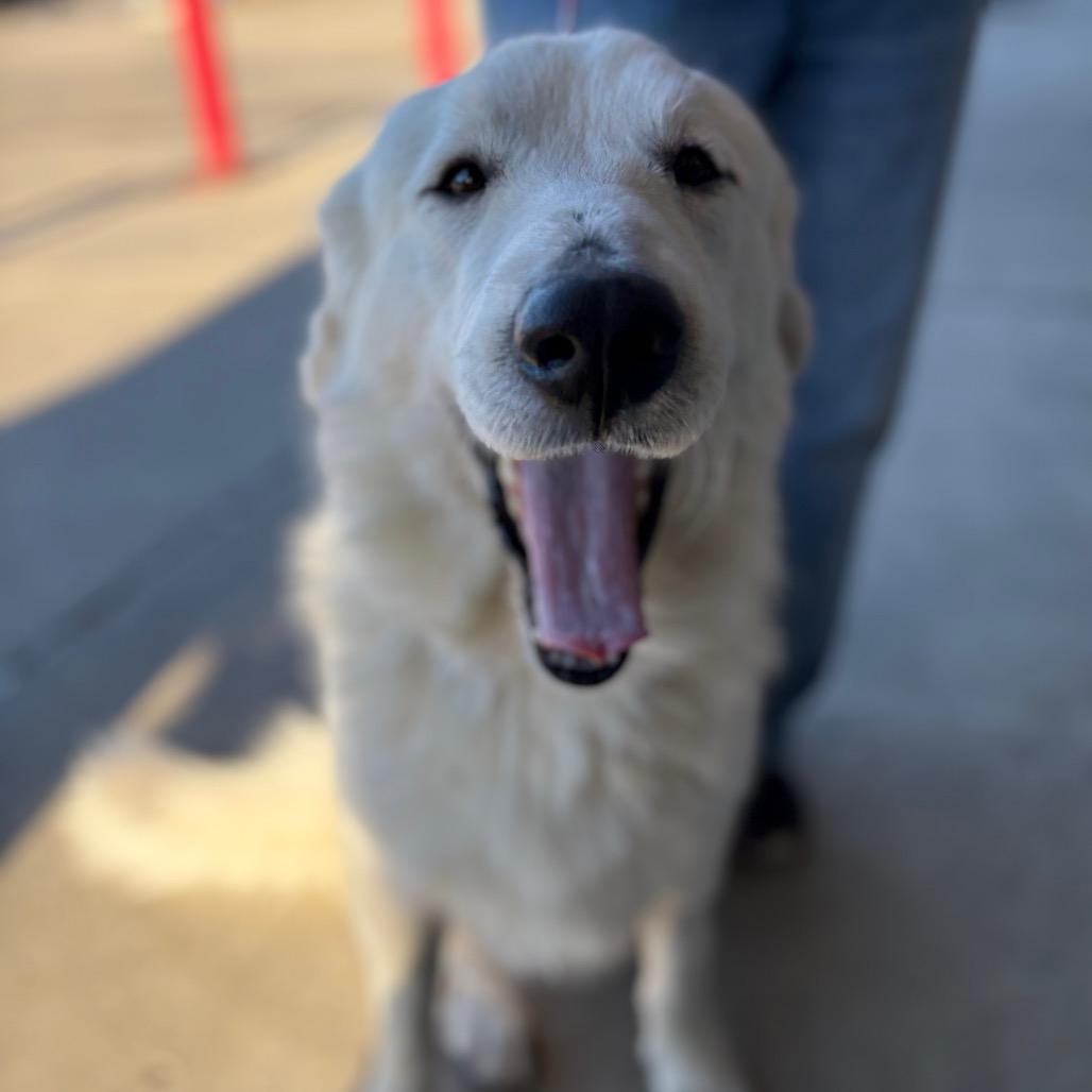 Muffaletta — thumbnail 2