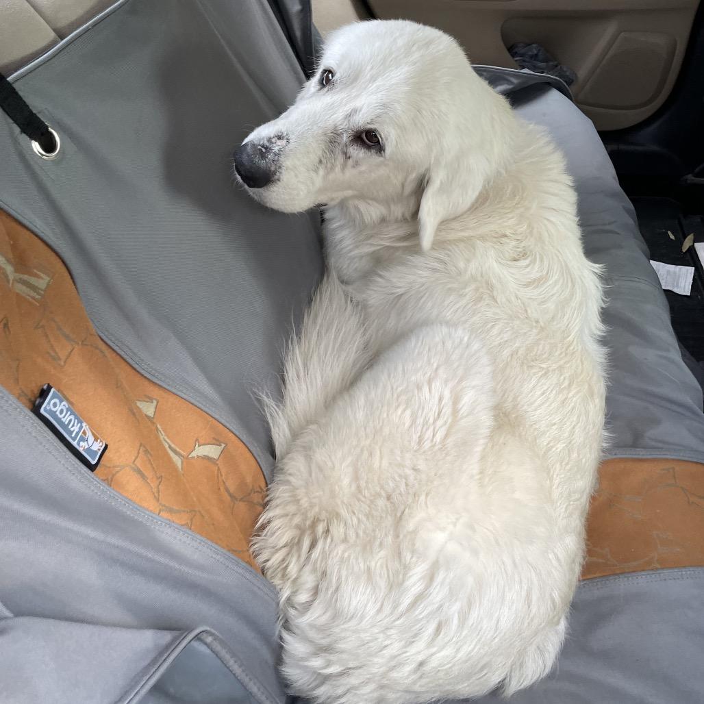 Muffaletta — thumbnail 3