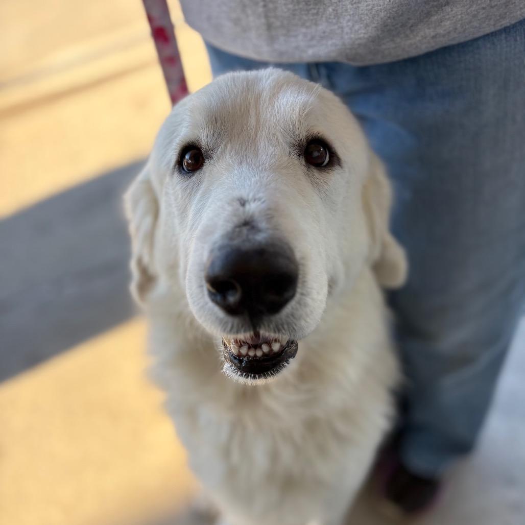 Muffaletta — thumbnail 4