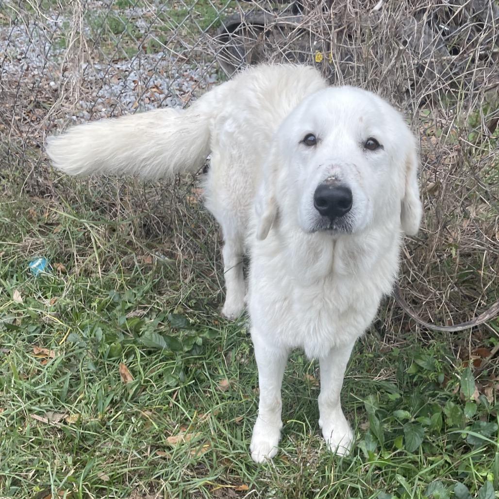 Muffaletta — thumbnail 6