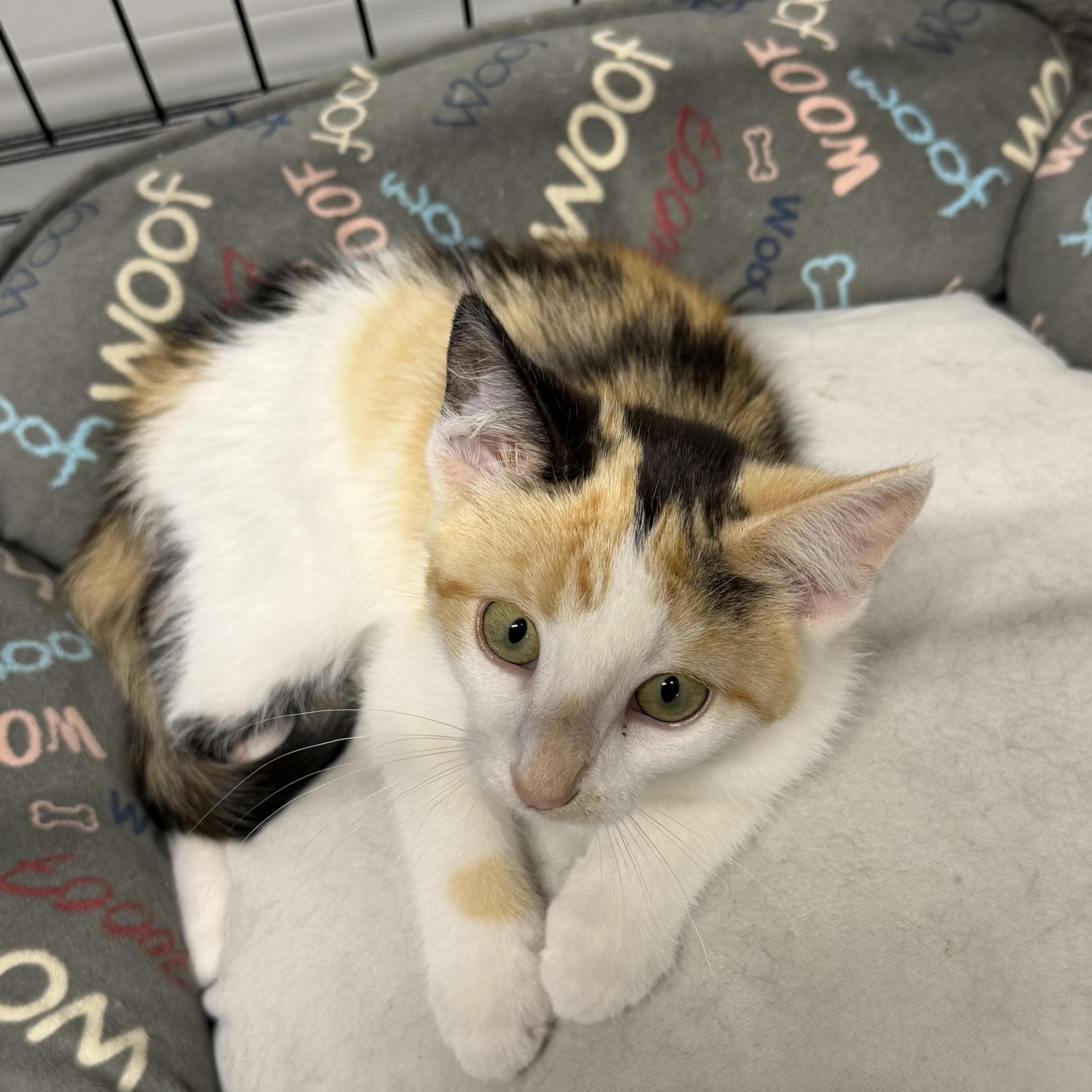 Reeses, ADOPTABLE, Kitten Female Domestic Short Hair.