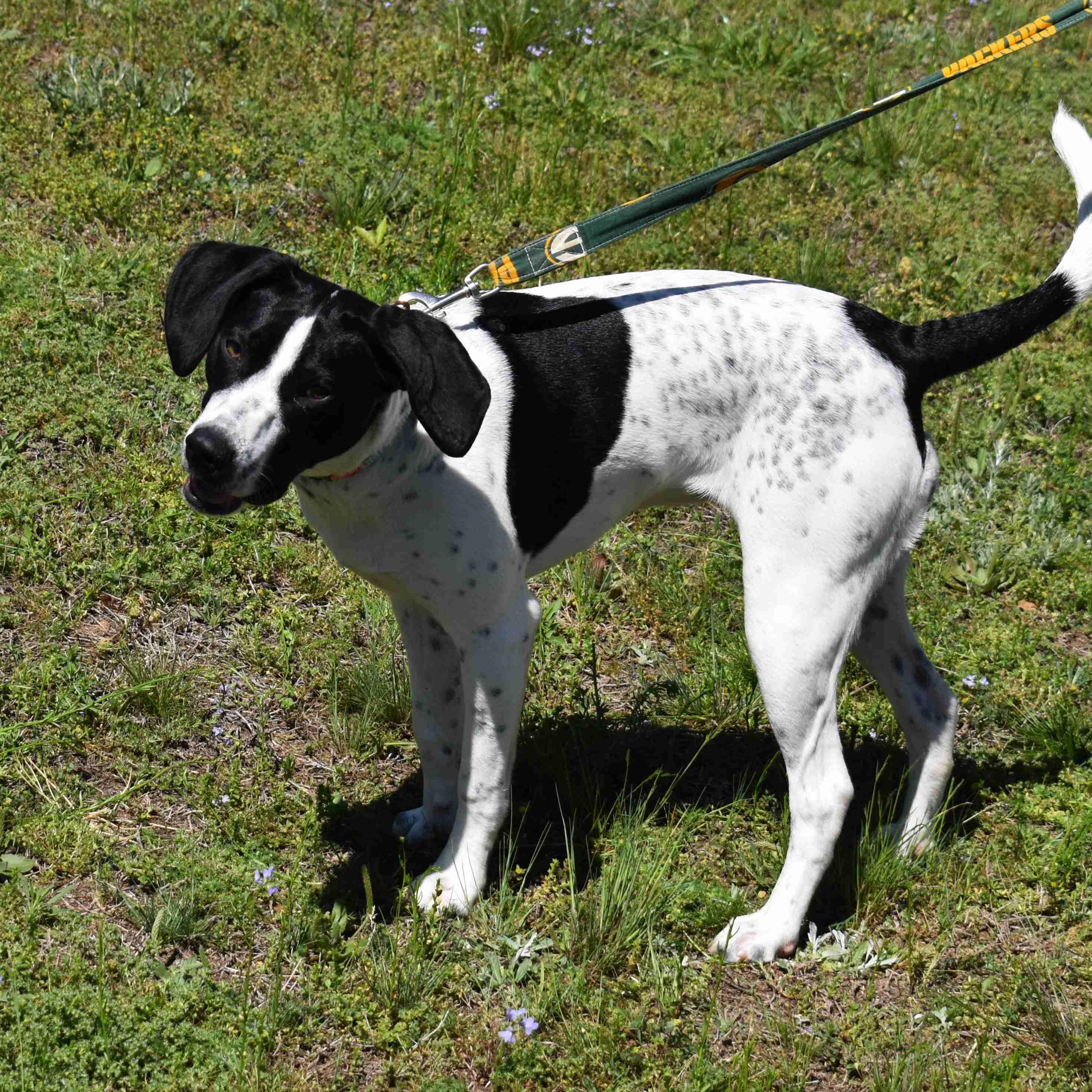 Spot, a ADOPTABLE mixed breed in Searcy, AR image 1/6
