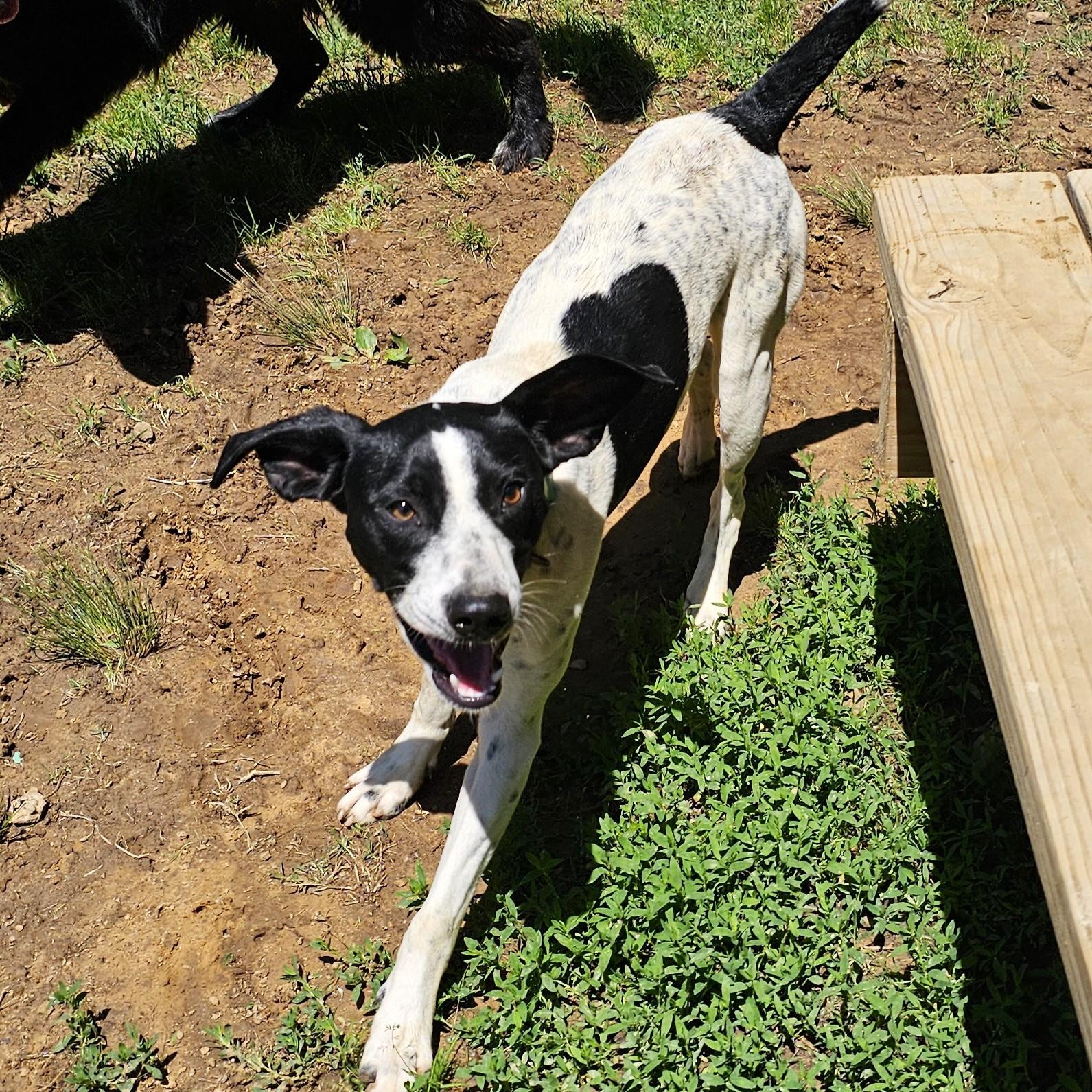 Spot, a ADOPTABLE mixed breed in Searcy, AR image 5/6