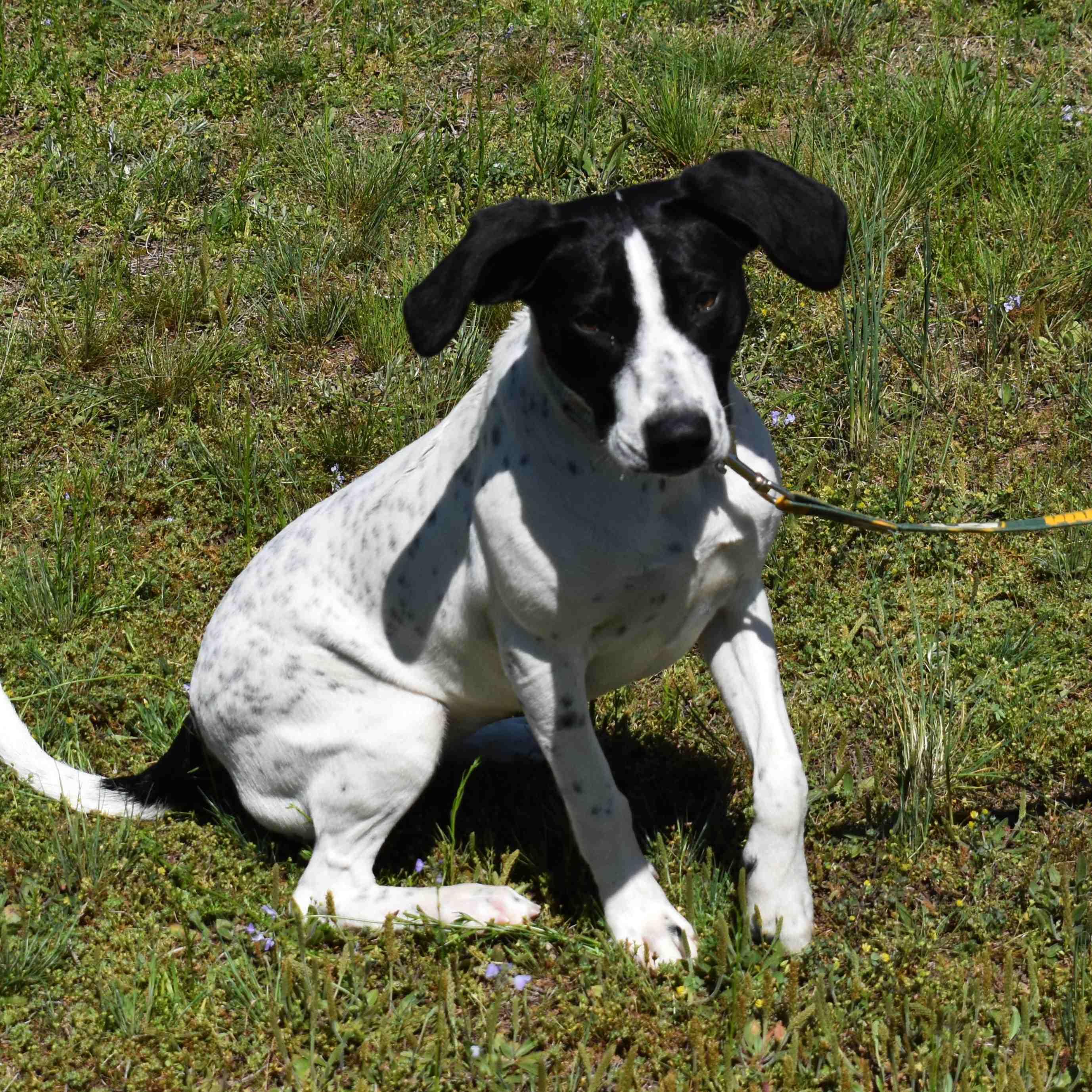 Spot, a ADOPTABLE mixed breed in Searcy, AR image 3/6
