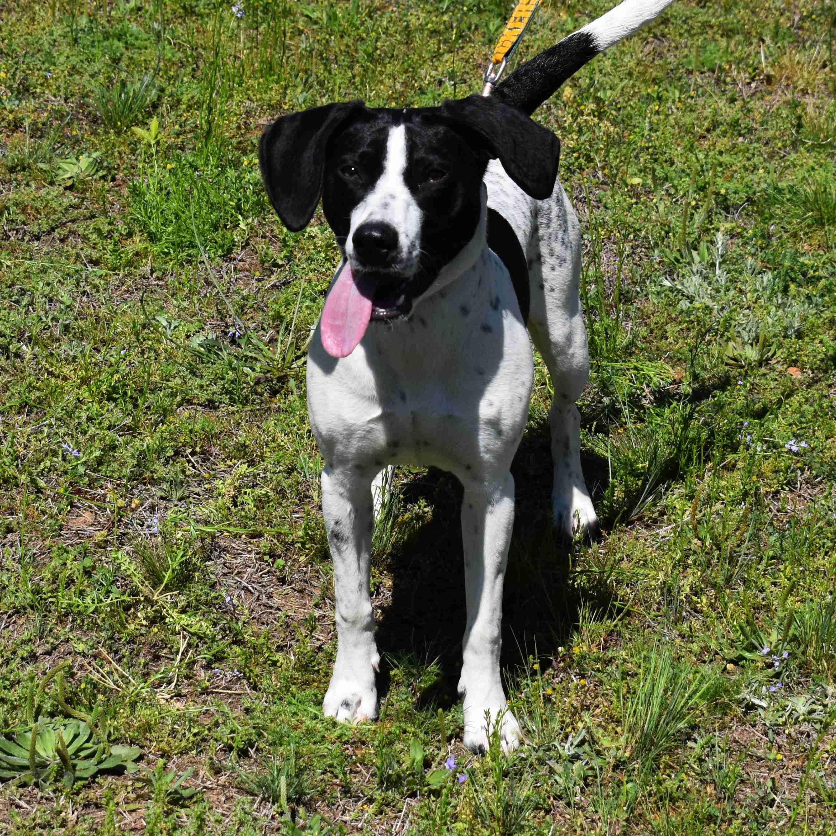 Spot, a ADOPTABLE mixed breed in Searcy, AR image 4/6