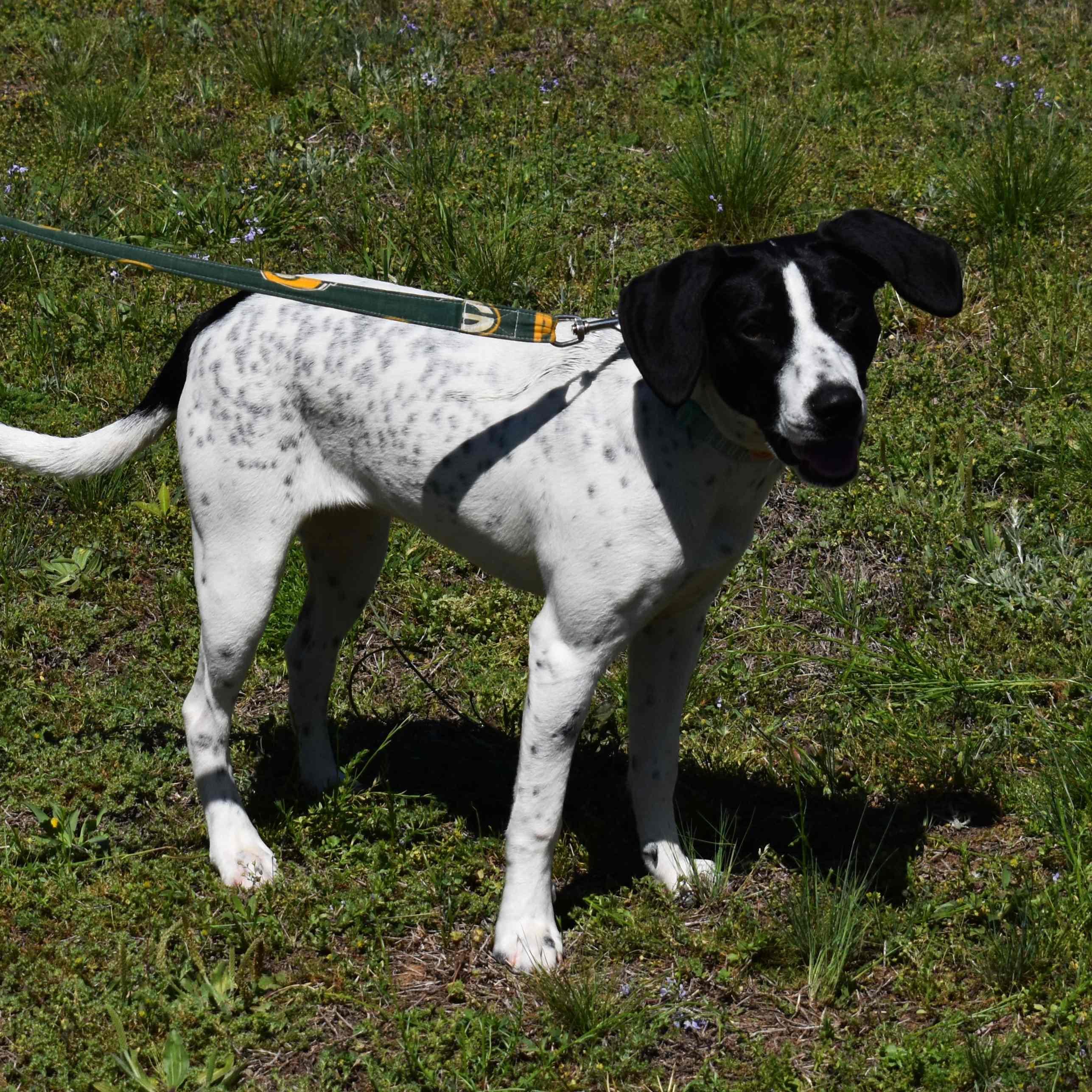 Spot, a ADOPTABLE mixed breed in Searcy, AR image 6/6