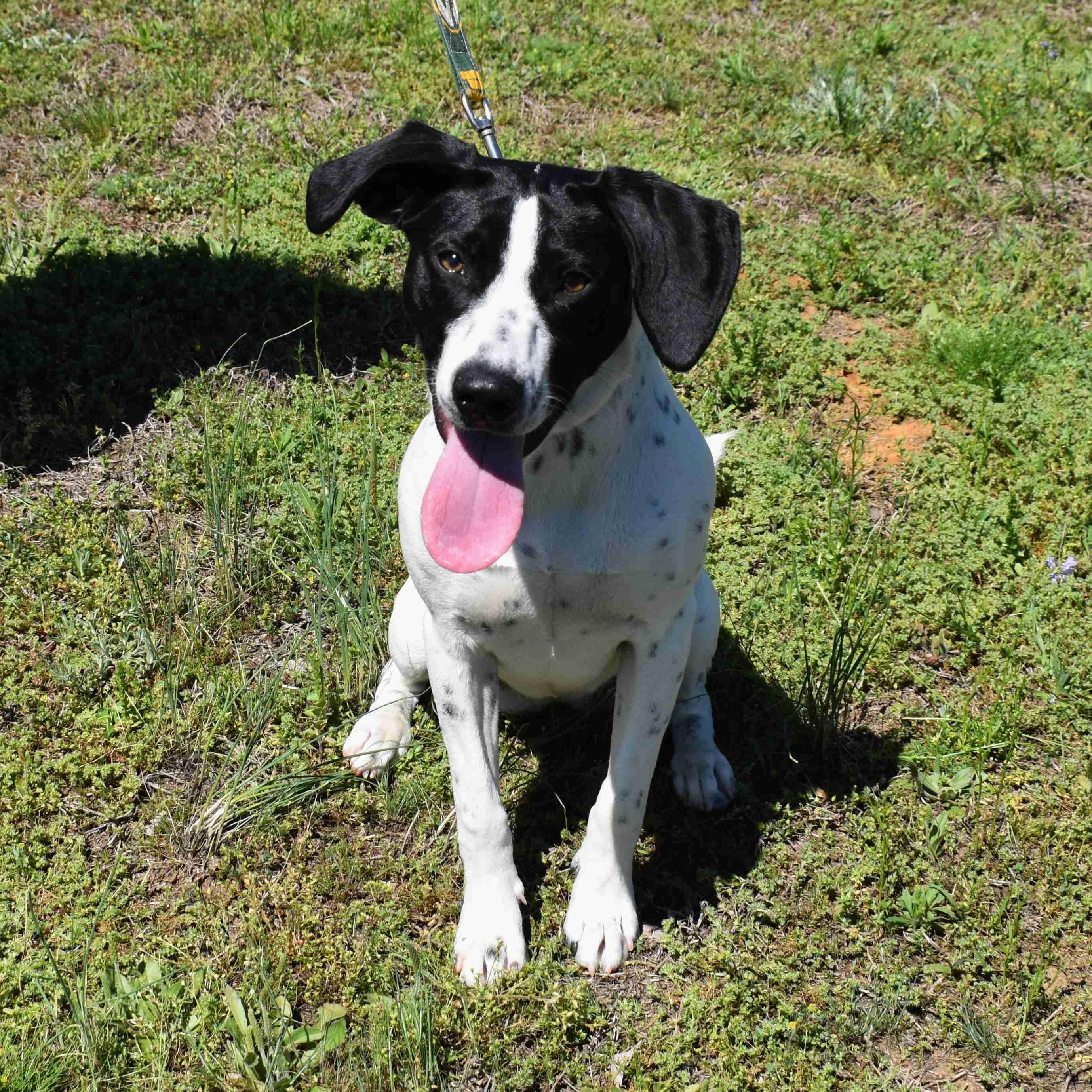 Spot, a ADOPTABLE mixed breed in Searcy, AR image 2/6