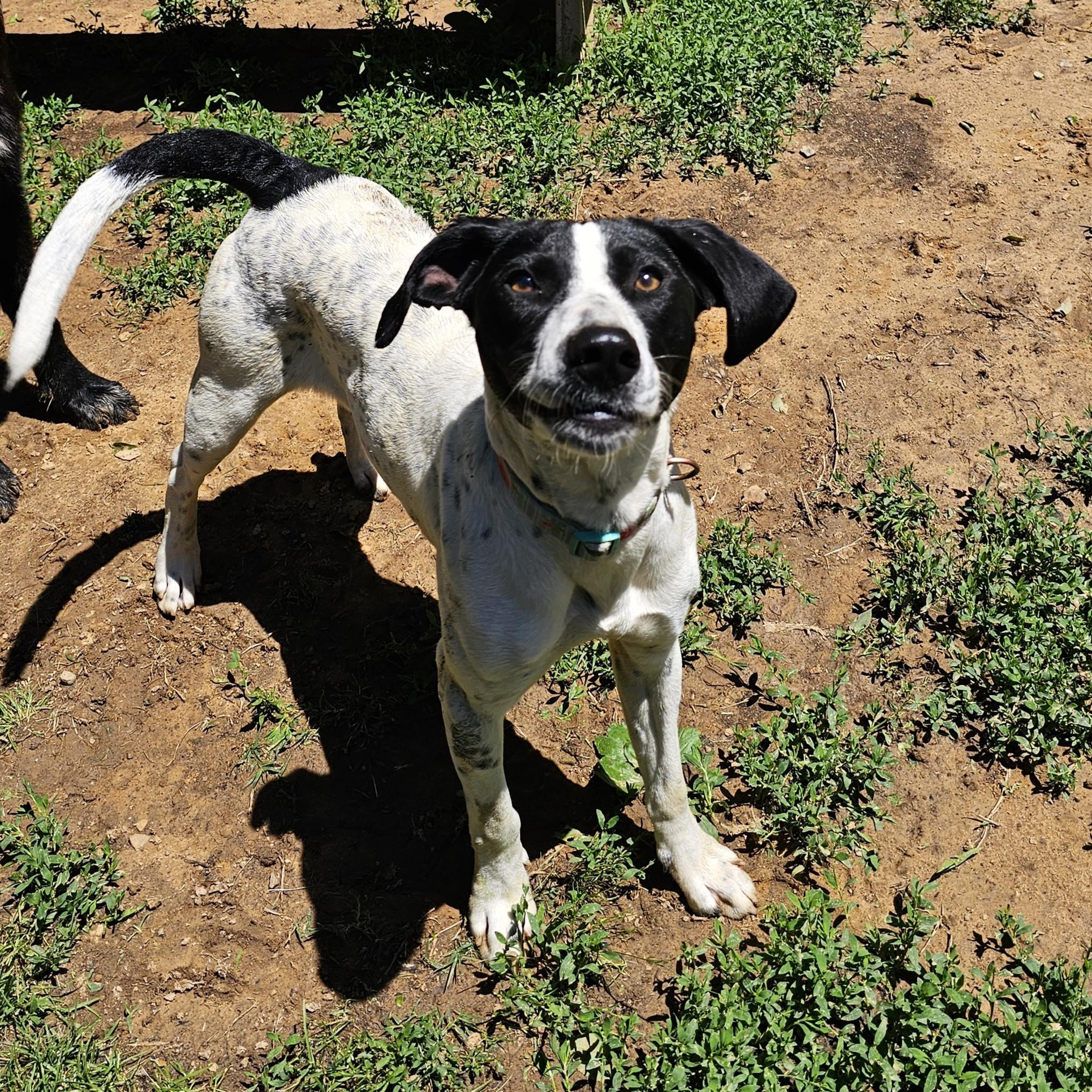 Spot, ADOPTABLE, Puppy Female Pointer.