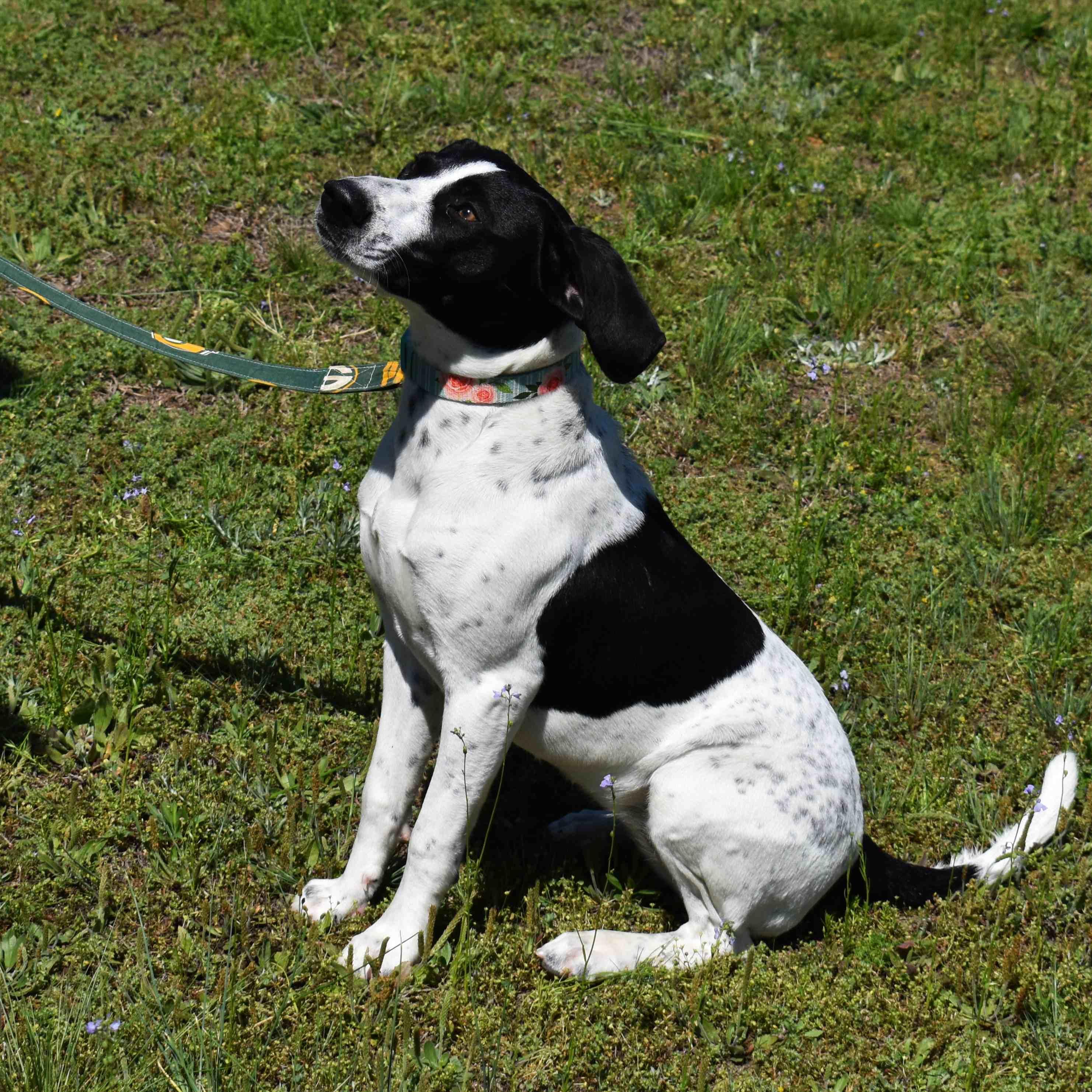 Spot, a ADOPTABLE mixed breed in Searcy, AR image 5/6