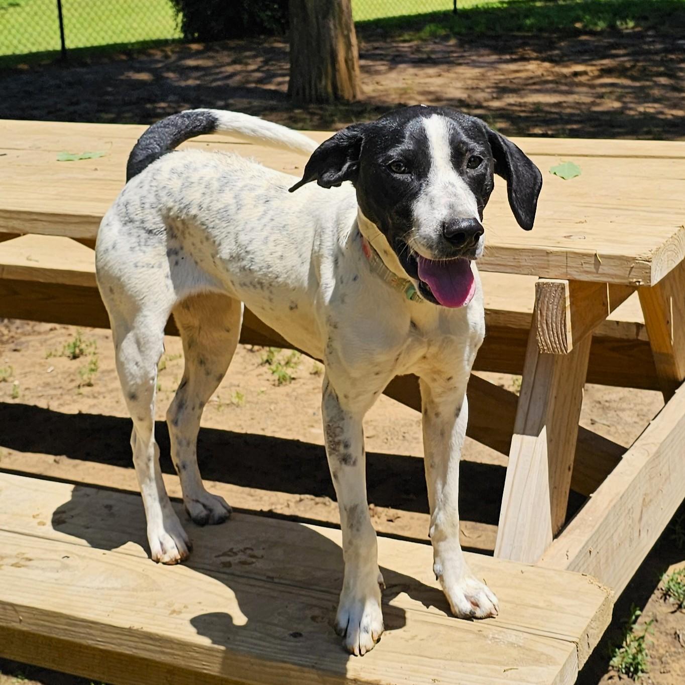 Spot, a ADOPTABLE mixed breed in Searcy, AR image 6/6