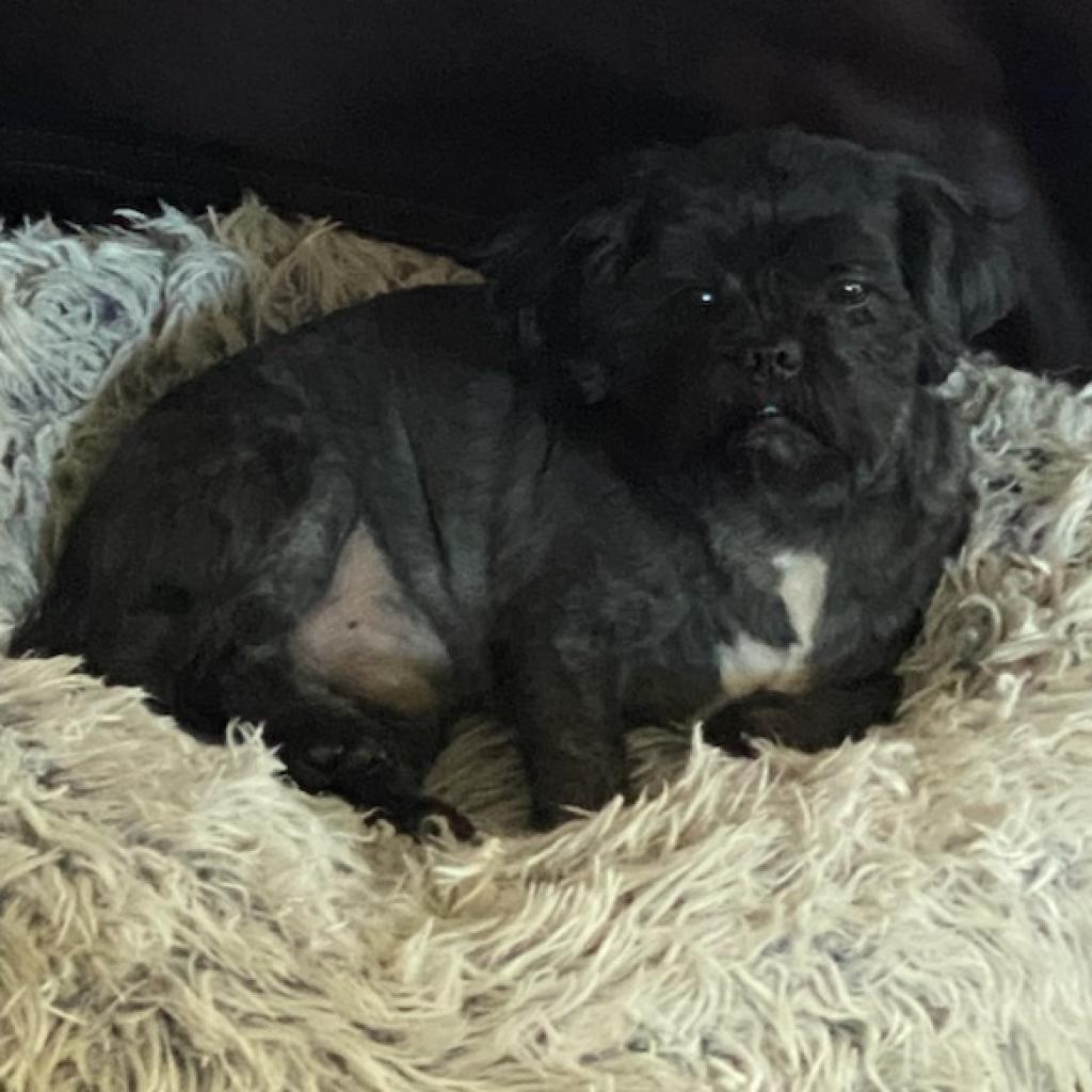 Hyatt (Dallas), Adoptable, Senior Male Brussels Griffon & Shih Tzu.