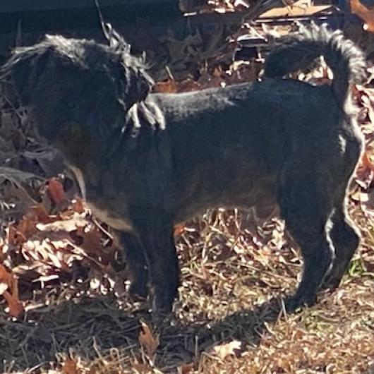Hyatt (Dallas), Adoptable, Senior Male Brussels Griffon & Shih Tzu.
