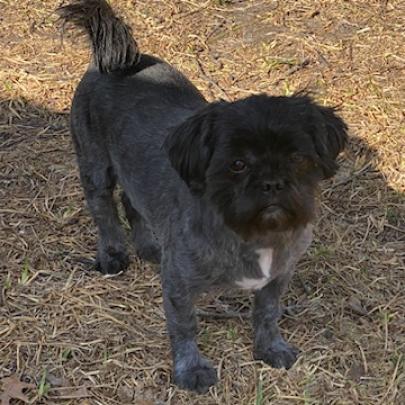 Hyatt (Dallas), a Adoptable mixed breed in Houston, TX image 2/4