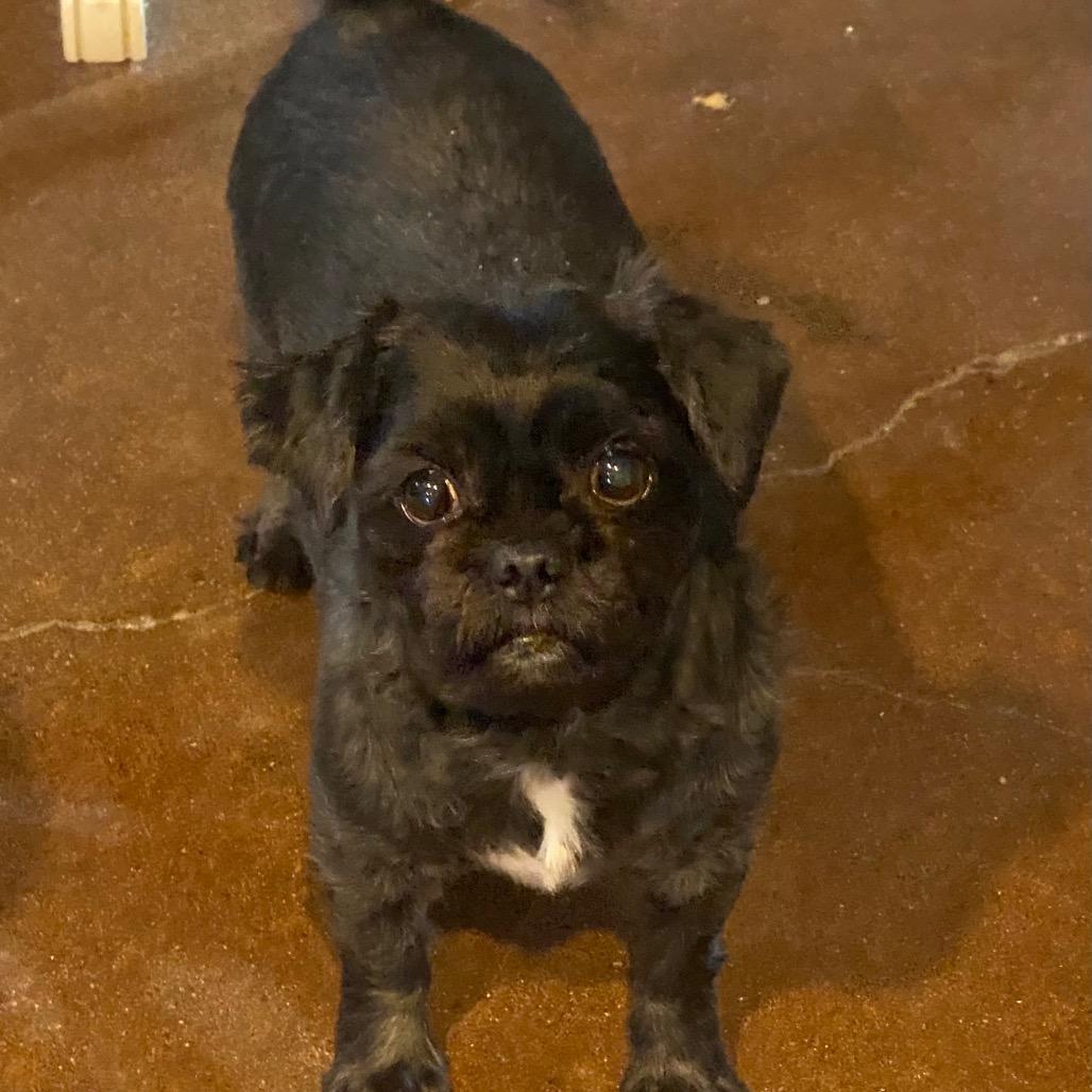 Hyatt (Dallas), a Adoptable mixed breed in Houston, TX image 4/4