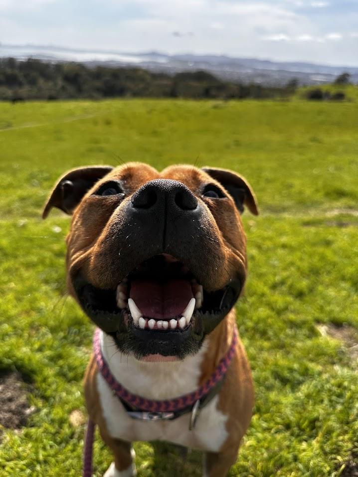 Clarence thumbnail 4