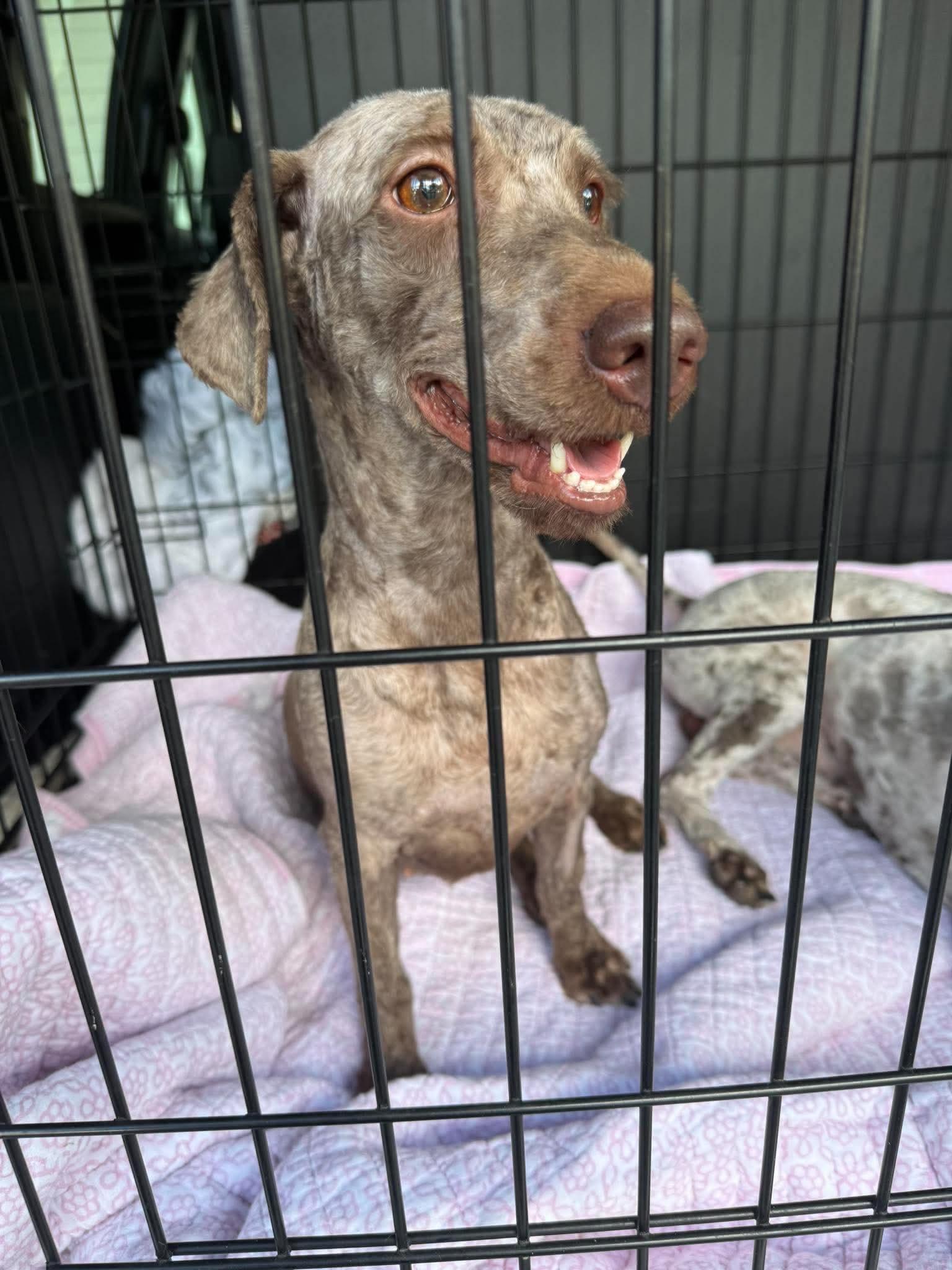 Mocha, Adoptable, Adult Female Labrador Retriever & Poodle.