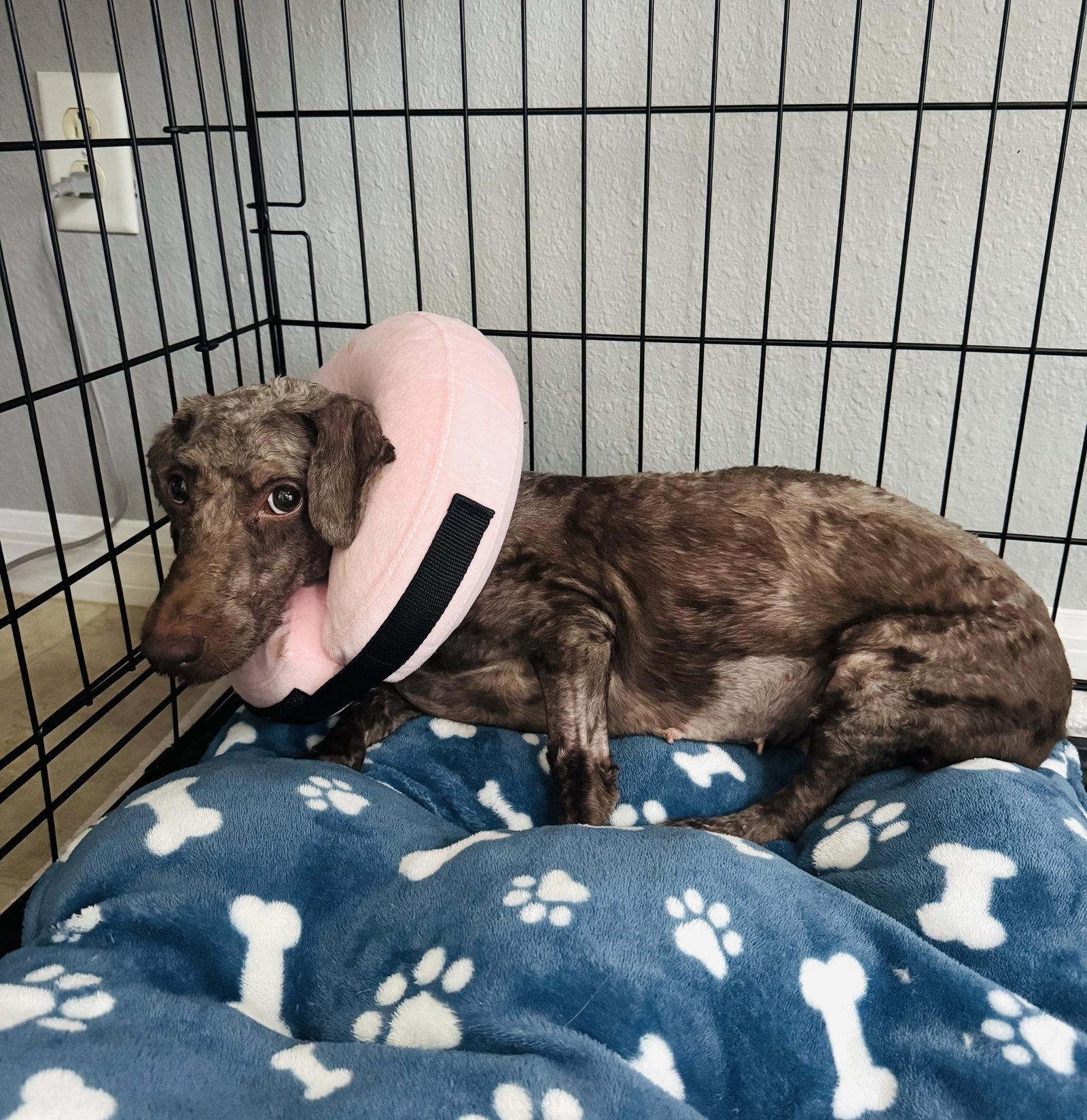 Enlarge Mocha, a Adoptable mixed breed in Valrico, FL image 2/3