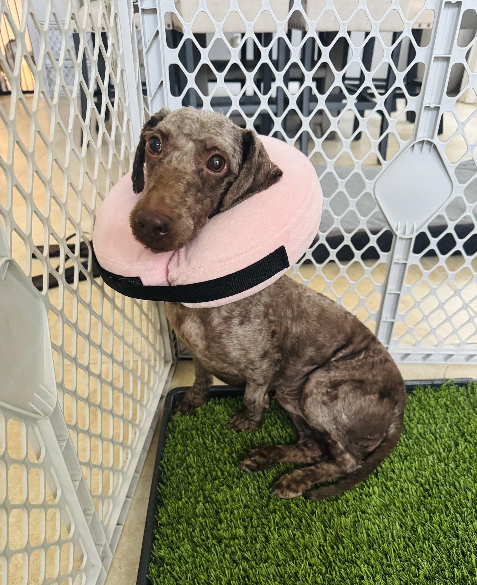 Enlarge Mocha, a Adoptable mixed breed in Valrico, FL image 3/3