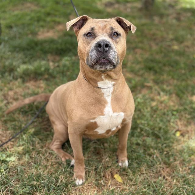MONTANA, Adoptable, Young Female Pit Bull Terrier.