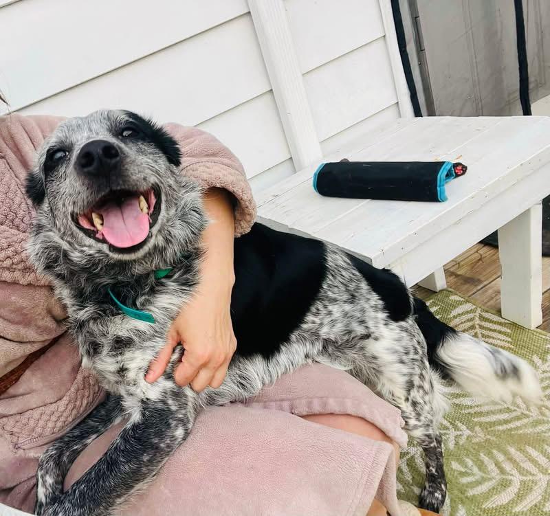 Enlarge Taz, a Adoptable Australian Cattle Dog / Blue Heeler in Bassett, VA image 1/4