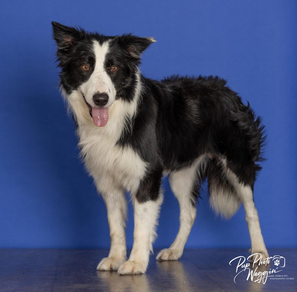 Border Collies for Adoption in Coffeyville, Kansas | Petfinder