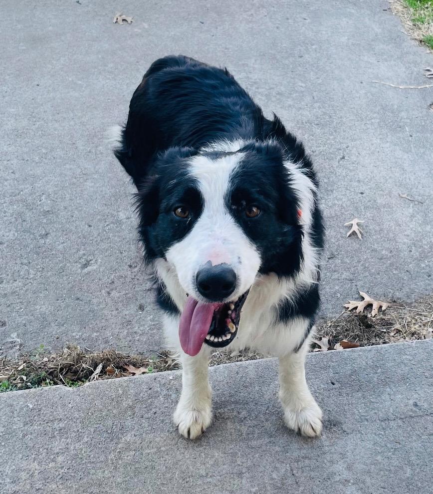 Enlarge Mr. Pickles, a Adoptable Border Collie in Claremore, OK image 2/3