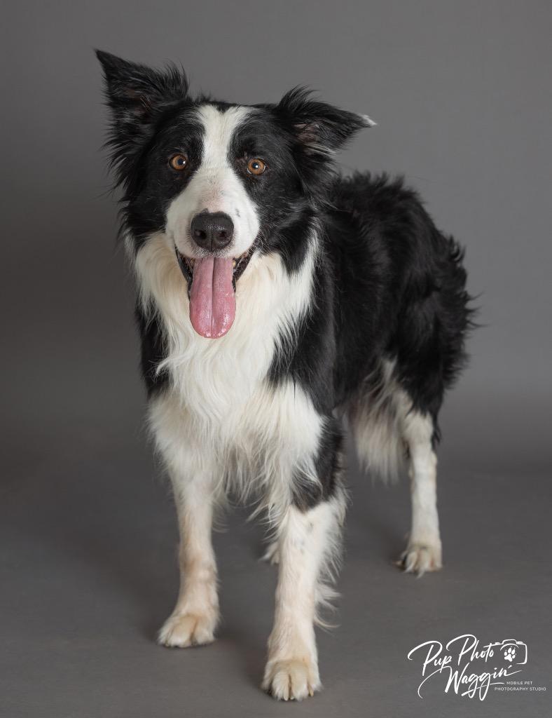 Enlarge Mr. Pickles, a Adoptable Border Collie in Claremore, OK image 3/4
