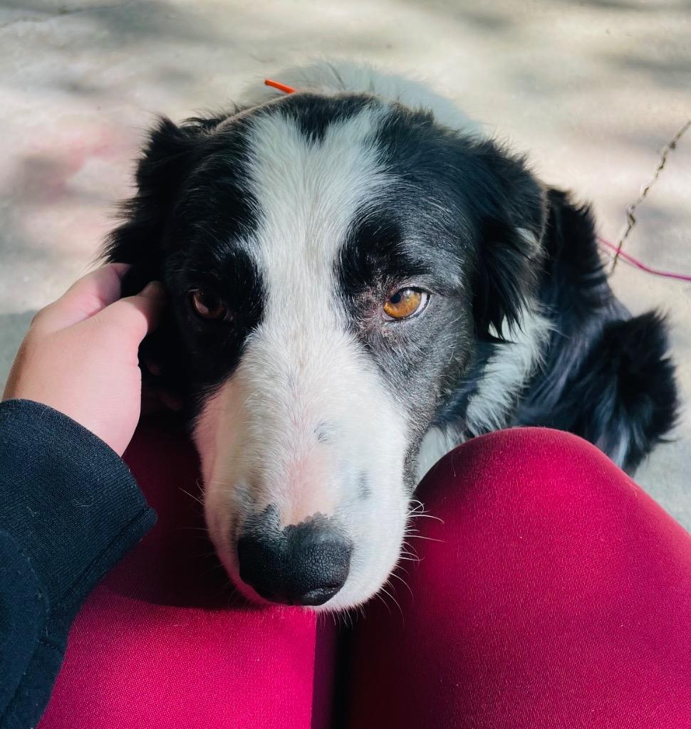 Enlarge Mr. Pickles, a Adoptable Border Collie in Claremore, OK image 3/3