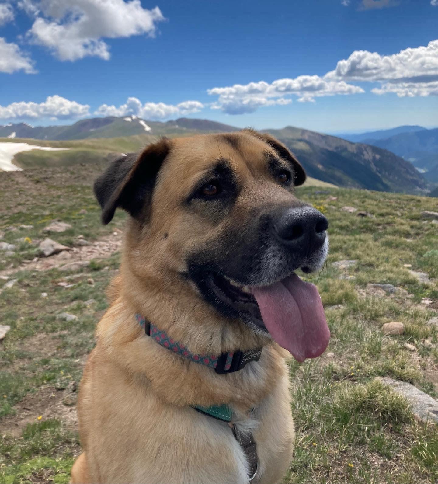 Enlarge Sam, a Adoptable Anatolian Shepherd in Winter Park, CO image 2/3