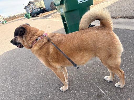 Enlarge Sam, a Adoptable Anatolian Shepherd in Winter Park, CO image 3/3