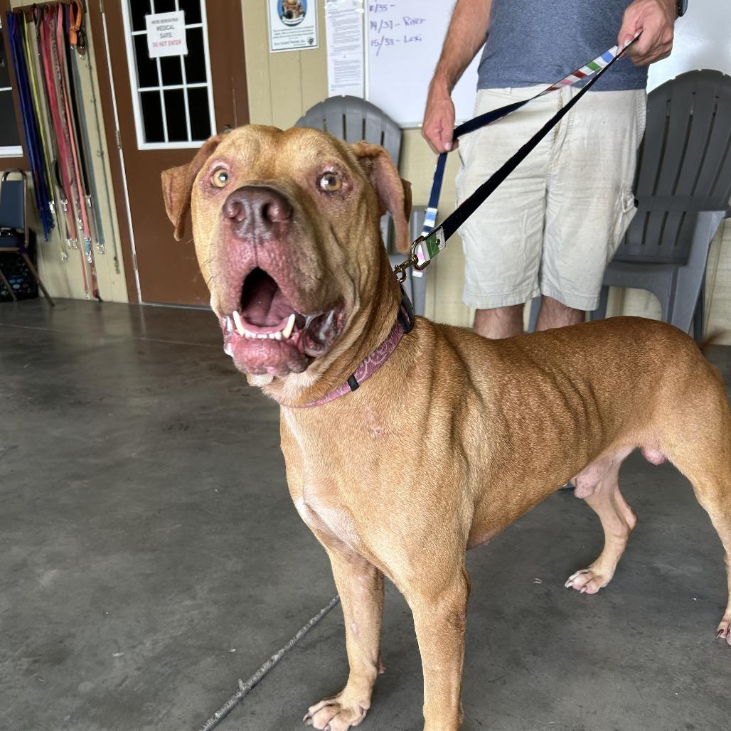 Tiny, Adoptable, Adult Male Mixed Breed & Mixed Breed.
