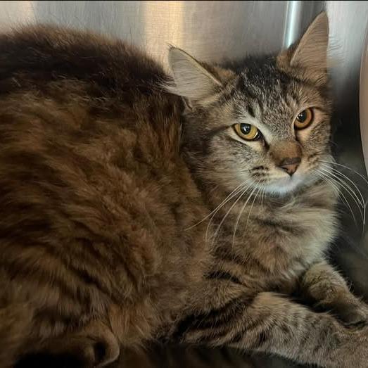 Enlarge 26-328, a Adoptable Domestic Long Hair in Los Banos, CA image 1/1