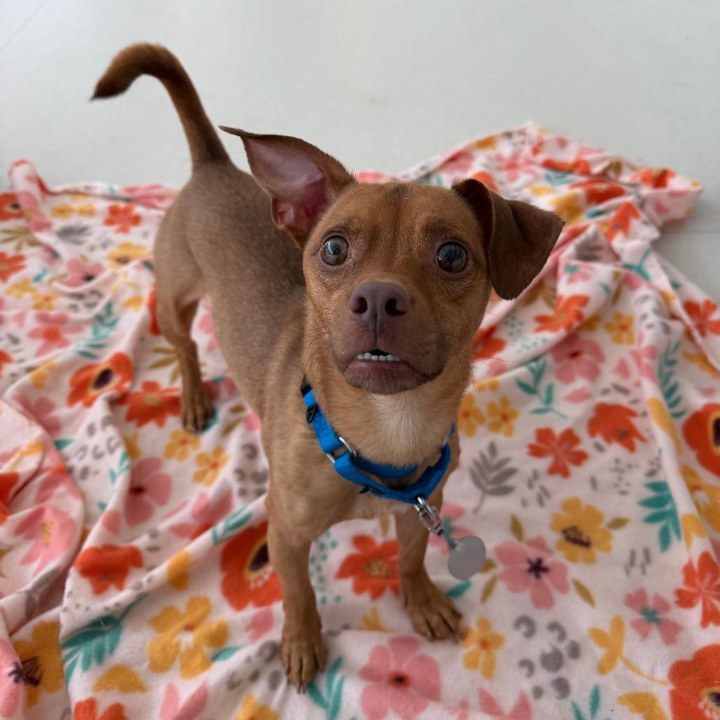 Naan, a Adoptable mixed breed in Warwick, RI image 1/3