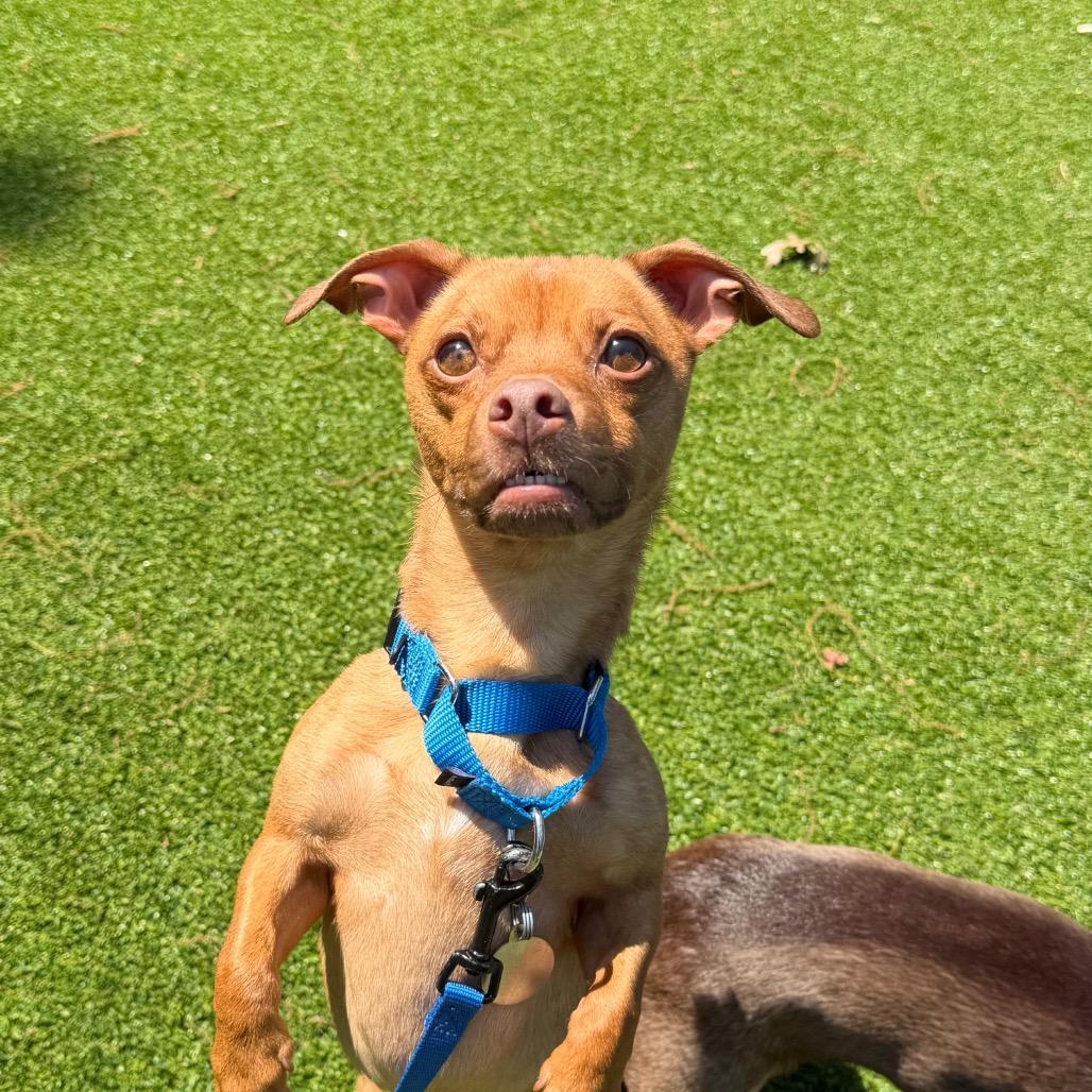 Naan, a Adoptable mixed breed in Warwick, RI image 2/3