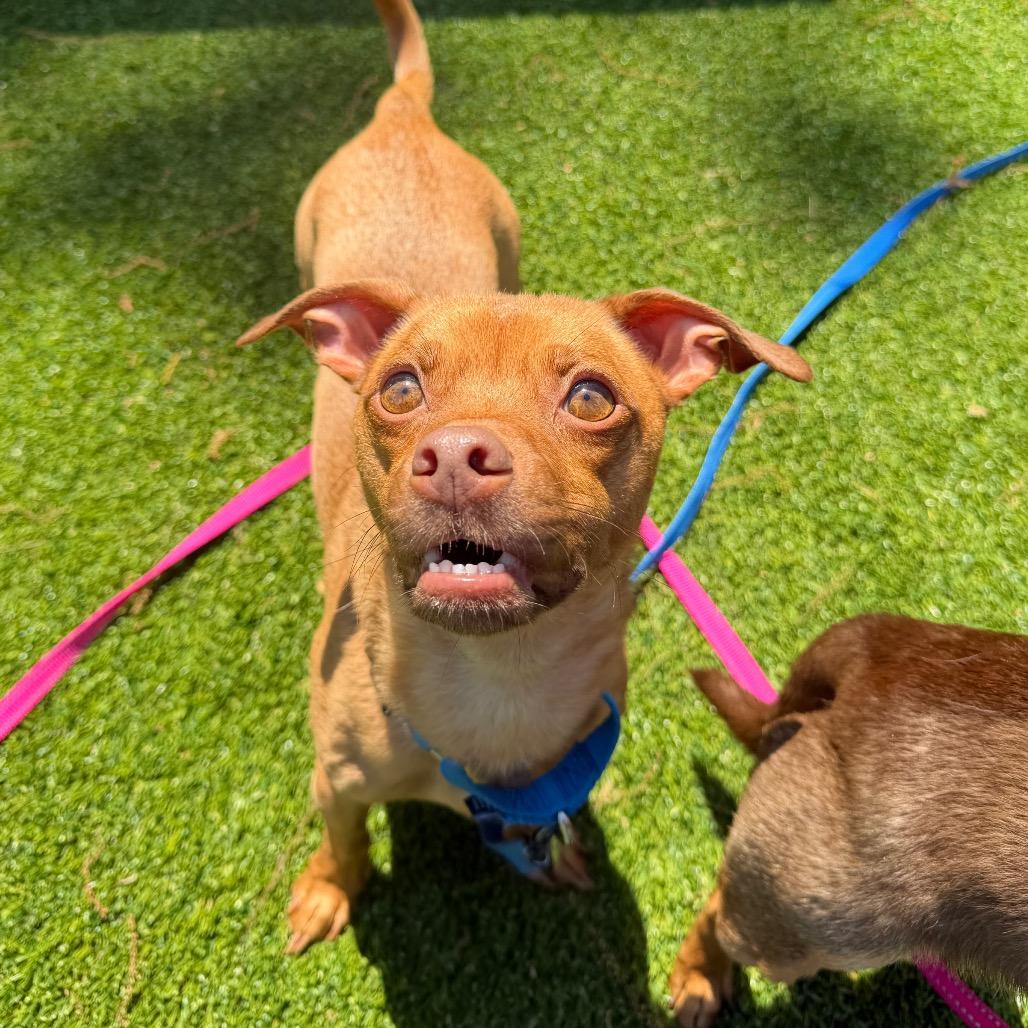 Naan, a Adoptable mixed breed in Warwick, RI image 3/3