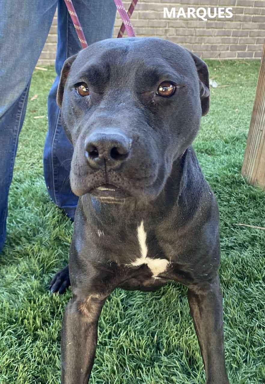 Marques, a ADOPTABLE mixed breed in Washington, GA image 2/2