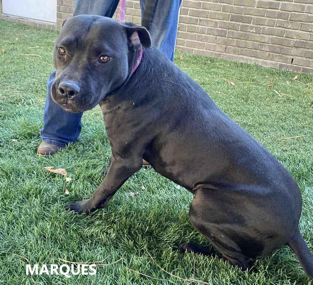 Marques, ADOPTABLE, Adult Male Pit Bull Terrier.